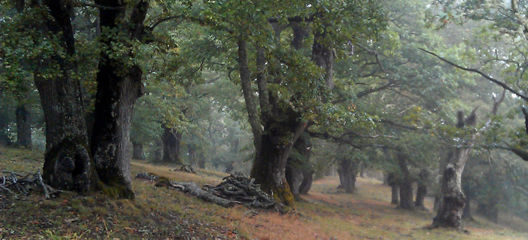 ents skog02